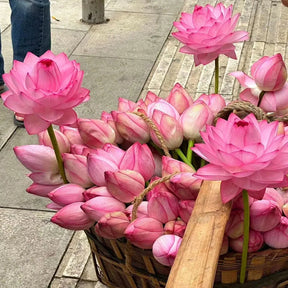 A Sagrada Flor de Lotus - Beleza e Serenidade para Vasos e Jardins Aquáticos