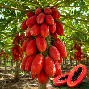 Sementes de Mamão Tailandês – Variedade Red Doce e Vigorosa