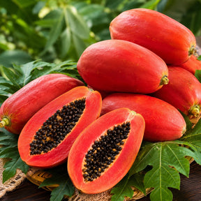 Sementes de Mamão Tailandês – Variedade Red Doce e Vigorosa