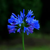 Muda de Agapanto Lilás – Flores Delicadas para Embelezar Seu Jardim