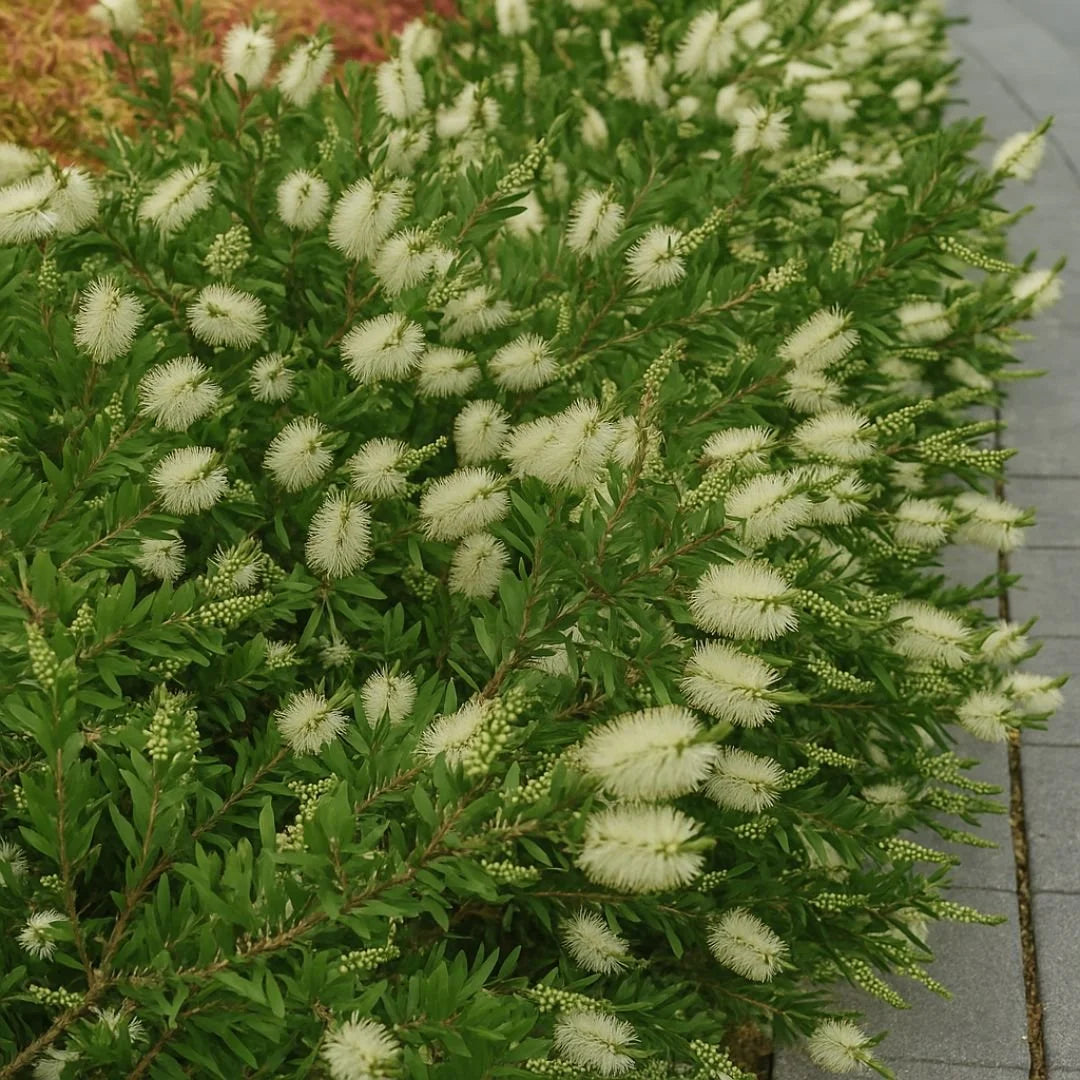 Muda de Calistemo Escova-de-Garrafa — Flores o Ano Todo