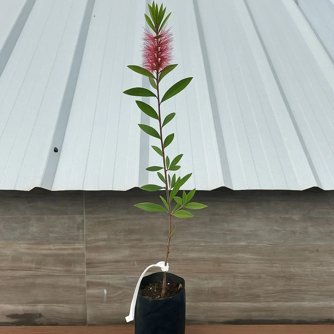 Muda de Calistemo Escova-de-Garrafa — Flores o Ano Todo