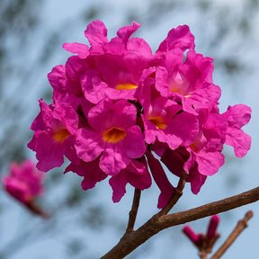 Muda de Ipê Várias Cores – Florada Intensa e Ornamental