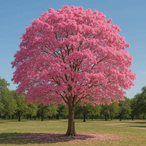Muda de Ipê Várias Cores – Florada Intensa e Ornamental