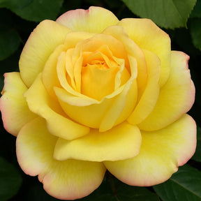 Muda de Roseira Amarela Mesclada – Flores com Cores Vibrantes e Exclusivas