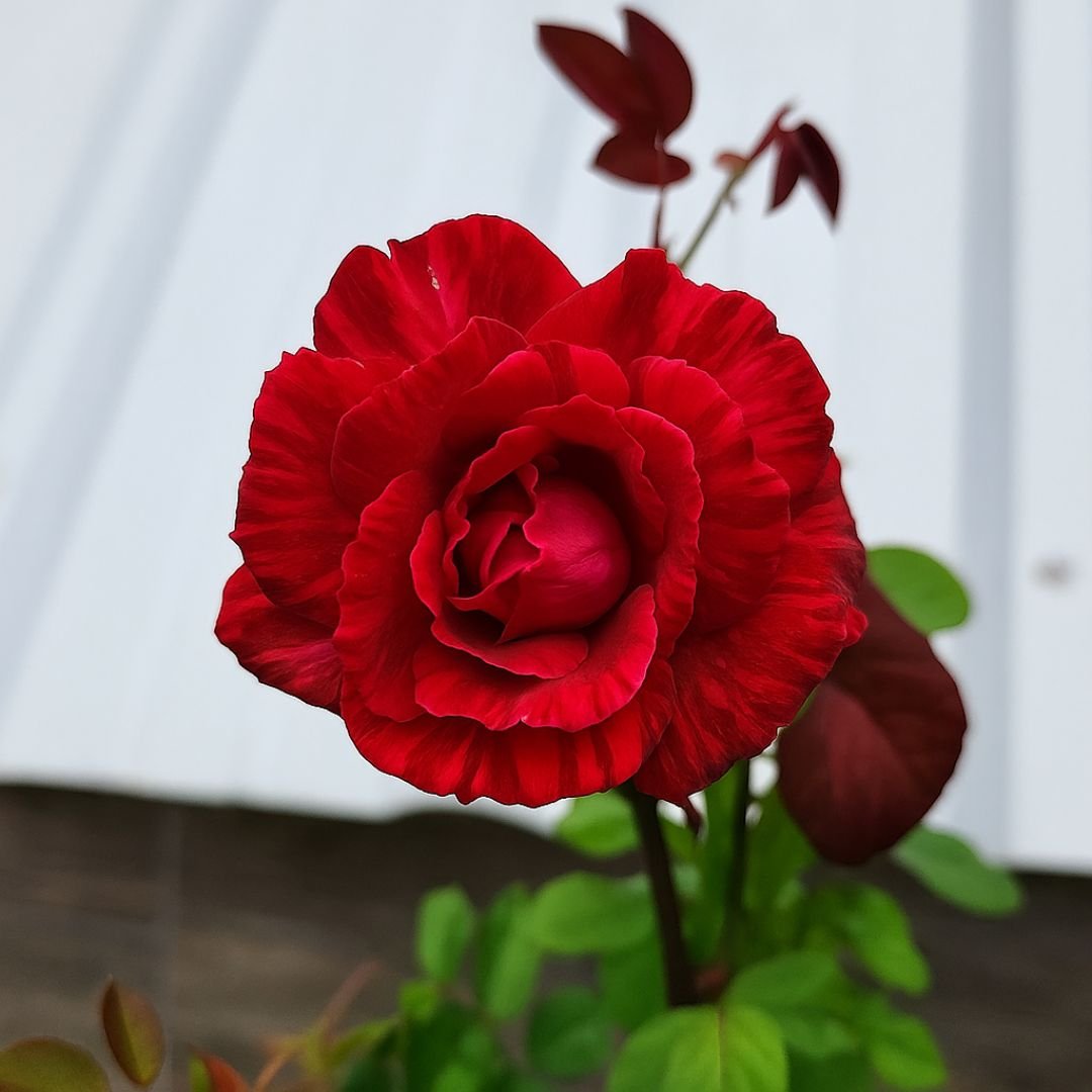 Muda de Roseira Vermelha Rajada Vermelho Intenso e Elegância Clássica