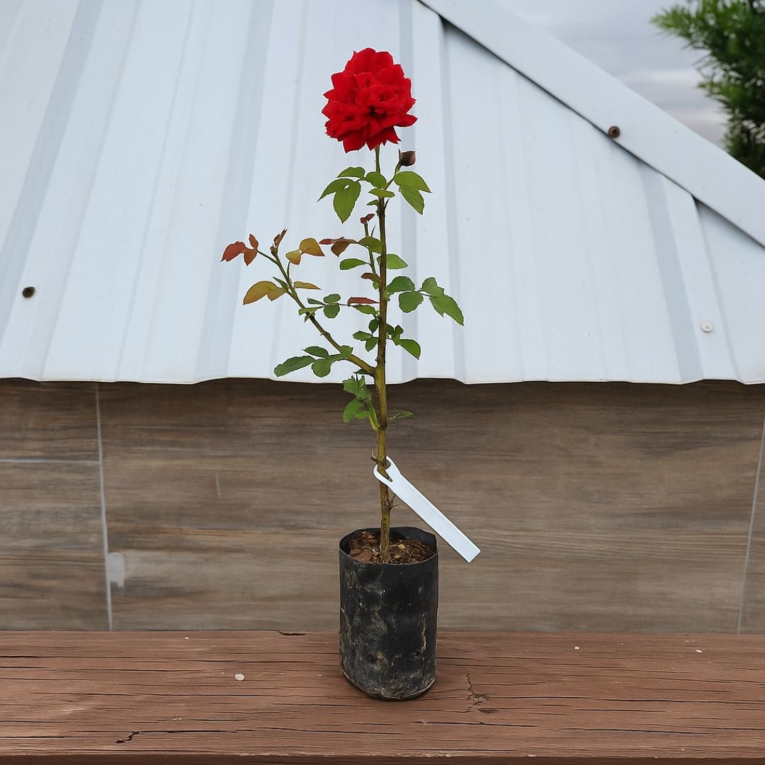 Muda de Roseira Vermelha Rajada Vermelho Intenso e Elegância Clássica