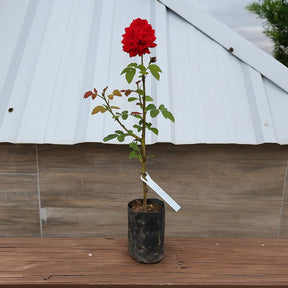 Muda de Roseira Vermelha Rajada Vermelho Intenso e Elegância Clássica