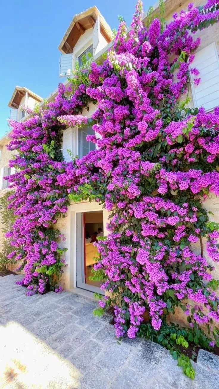 Sementes De Rosas Trepadeiras Com Cores Variadas 300 unidades
