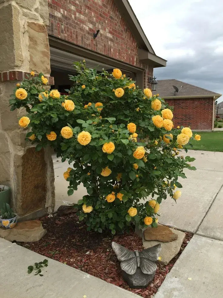 Sementes De Rosas Trepadeiras Com Cores Variadas 300 unidades
