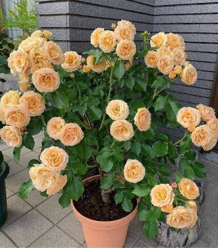 Sementes De Rosas Trepadeiras Com Cores Variadas 300 unidades