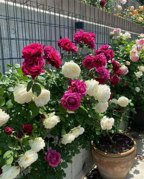 Sementes De Rosas Trepadeiras Com Cores Variadas 300 unidades