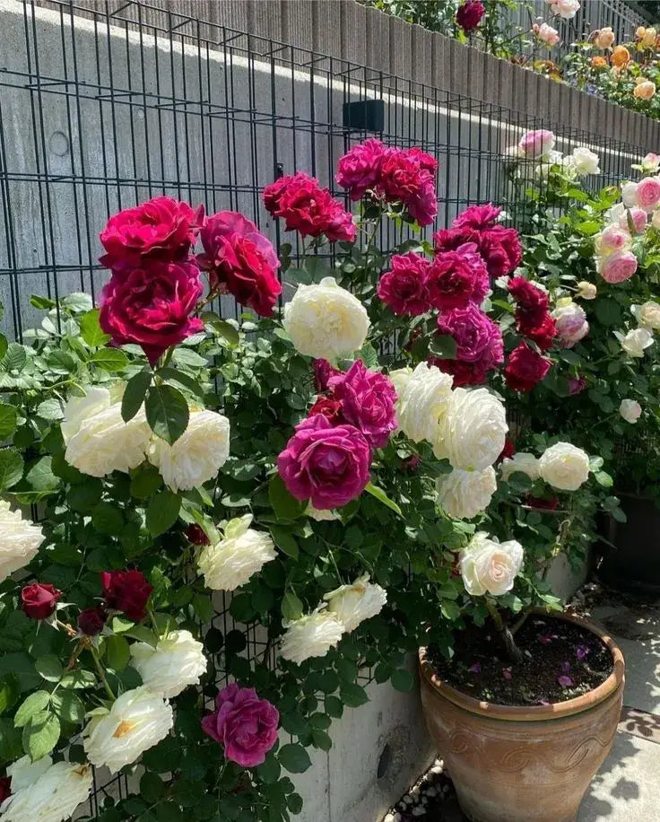 Sementes De Rosas Trepadeiras Com Cores Variadas 300 unidades