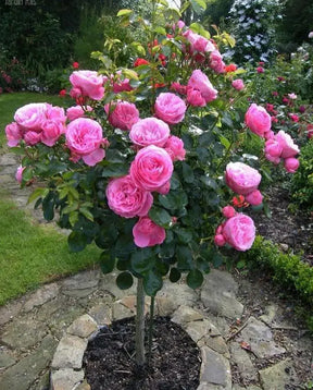 Sementes De Rosas Trepadeiras Com Cores Variadas 300 unidades