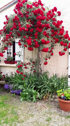 Sementes De Rosas Trepadeiras Com Cores Variadas 300 unidades