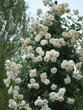 Sementes De Rosas Trepadeiras Com Cores Variadas 300 unidades