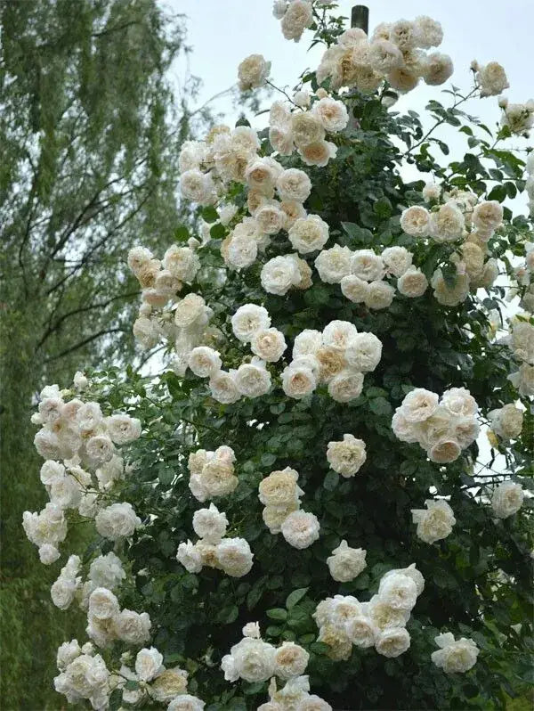 Sementes De Rosas Trepadeiras Com Cores Variadas 300 unidades