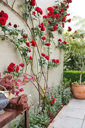 Sementes De Rosas Trepadeiras Com Cores Variadas 300 unidades