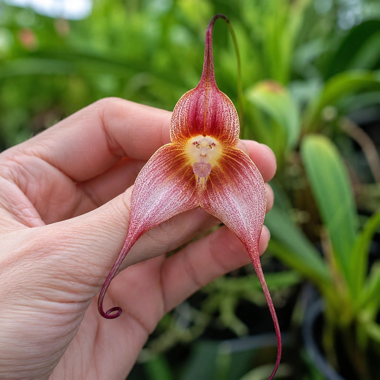 Sementes Orquídea Cara de Macaco — 300 Unidades Dracula simia
