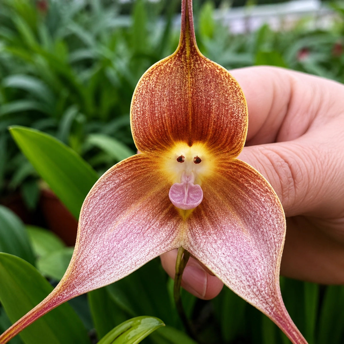 Sementes Orquídea Cara de Macaco — 300 Unidades Dracula simia