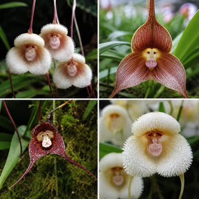 Sementes Orquídea Cara de Macaco — 300 Unidades Dracula simia