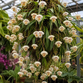 Sementes Orquídea Cara de Macaco — 300 Unidades Dracula simia