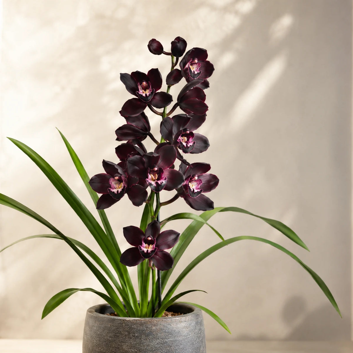 Orquídea Negra Cymbidium Kiwi Midnight — Muda Pré-Adulta Rara
