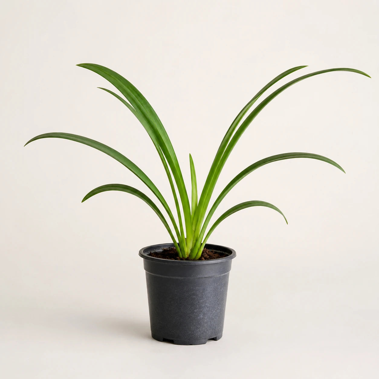 Orquídea Negra Cymbidium Kiwi Midnight — Muda Pré-Adulta Rara