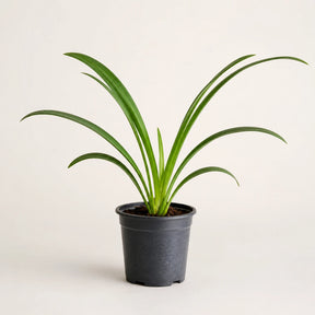 Orquídea Negra Cymbidium Kiwi Midnight — Muda Pré-Adulta Rara