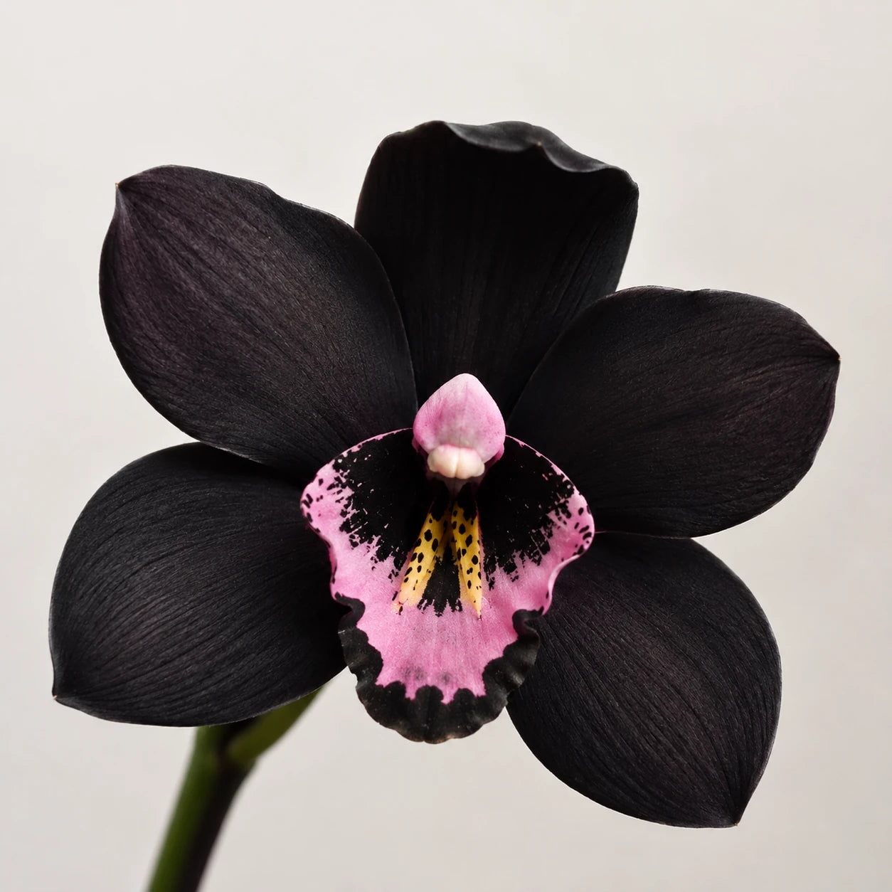 Orquídea Negra Cymbidium Kiwi Midnight — Muda Pré-Adulta Rara