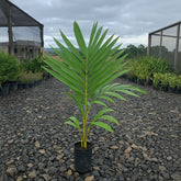 Muda de Palmeira Real – Cresce até 1m/ano | Para Jardins, Quintais e Condomínios