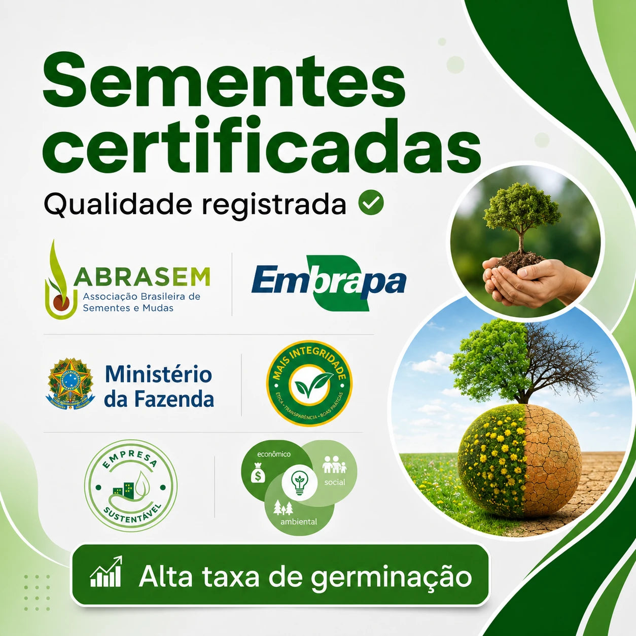 Sementes de Palmeira Real Australiana