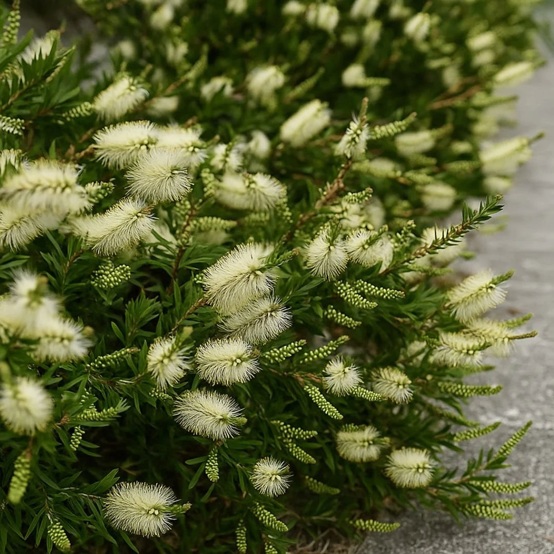 Beija-flor visitando flores de Calistemo — planta que atrai fauna para o jardim