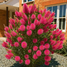 Muda de Calistemo Escova-de-Garrafa — Flores o Ano Todo