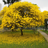 Muda de Ipê Amarelo – Florada Abundante e Decorativa