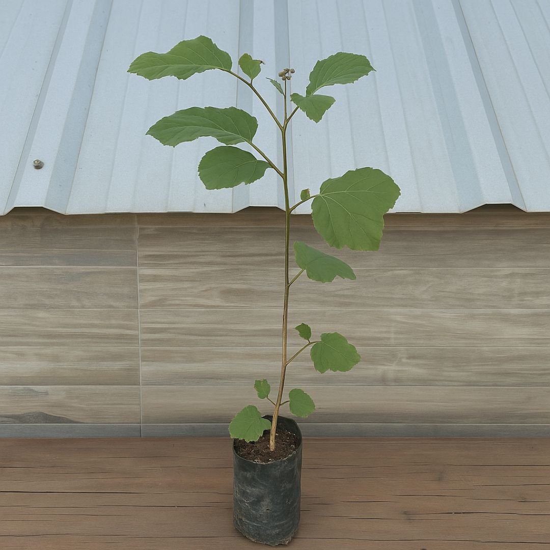 Muda de Ipê Amarelo – Florada Abundante e Decorativa