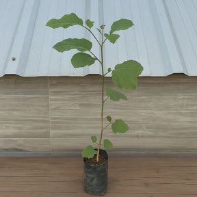 Muda de Ipê Amarelo – Florada Abundante e Decorativa