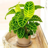 Muda de maranta zebrina folhagem exotica para sala quarto e escritorio