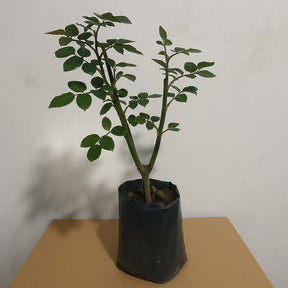 Muda de Roseira Azul Prateado (Lilás) – Cor Rara e Encantadora