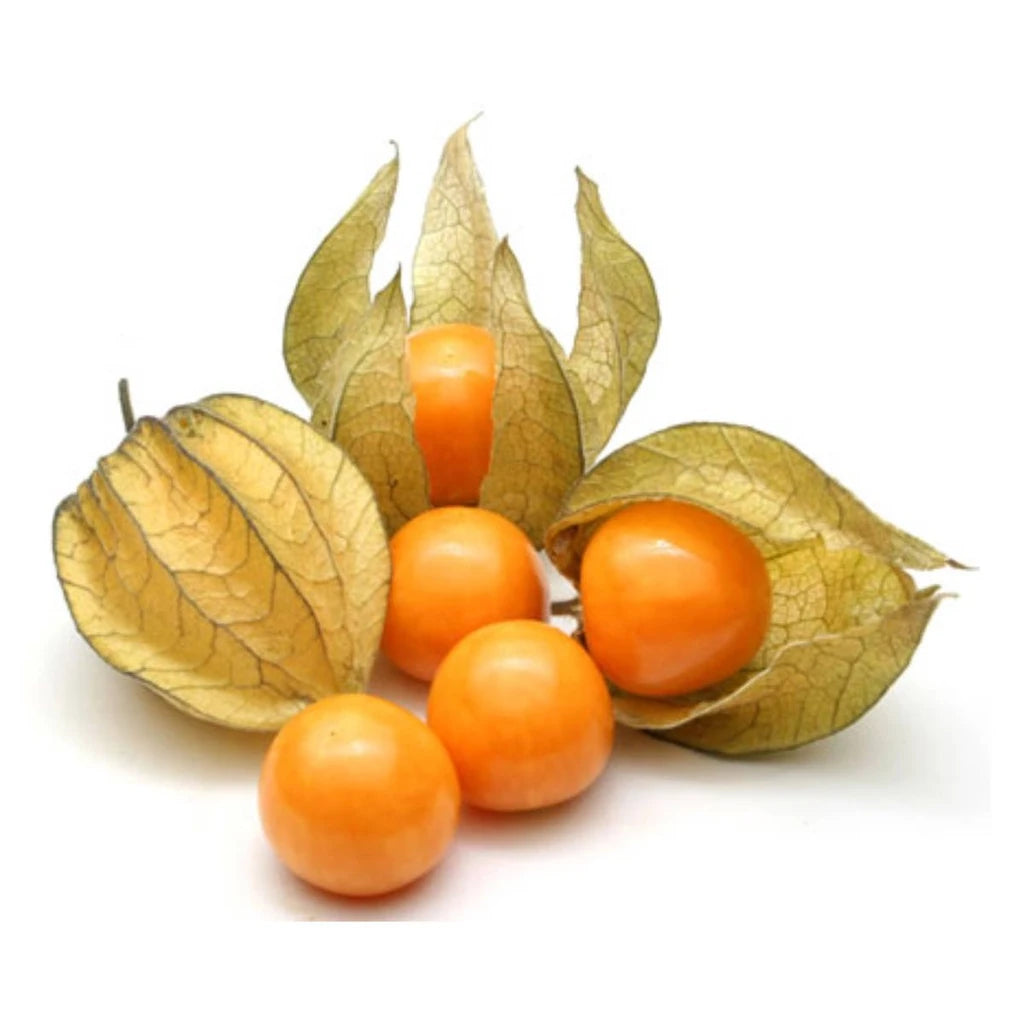 Sementes de Fisális GoldenBerry – Fruto Exótico para Casa