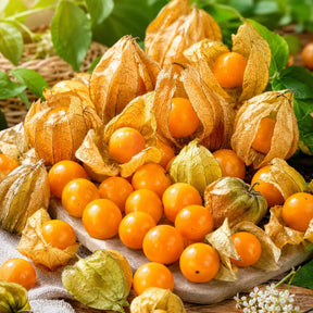 Sementes de Fisális GoldenBerry – Fruto Exótico para Casa