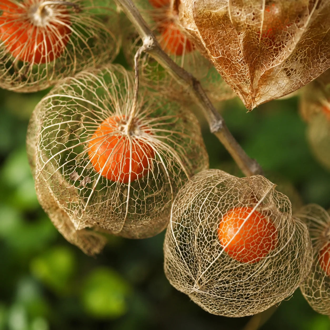 Sementes de Fisális GoldenBerry – Fruto Exótico para Casa