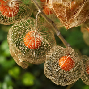 Sementes de Fisális GoldenBerry – Fruto Exótico para Casa