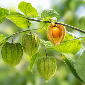 Sementes de Fisális GoldenBerry – Fruto Exótico para Casa