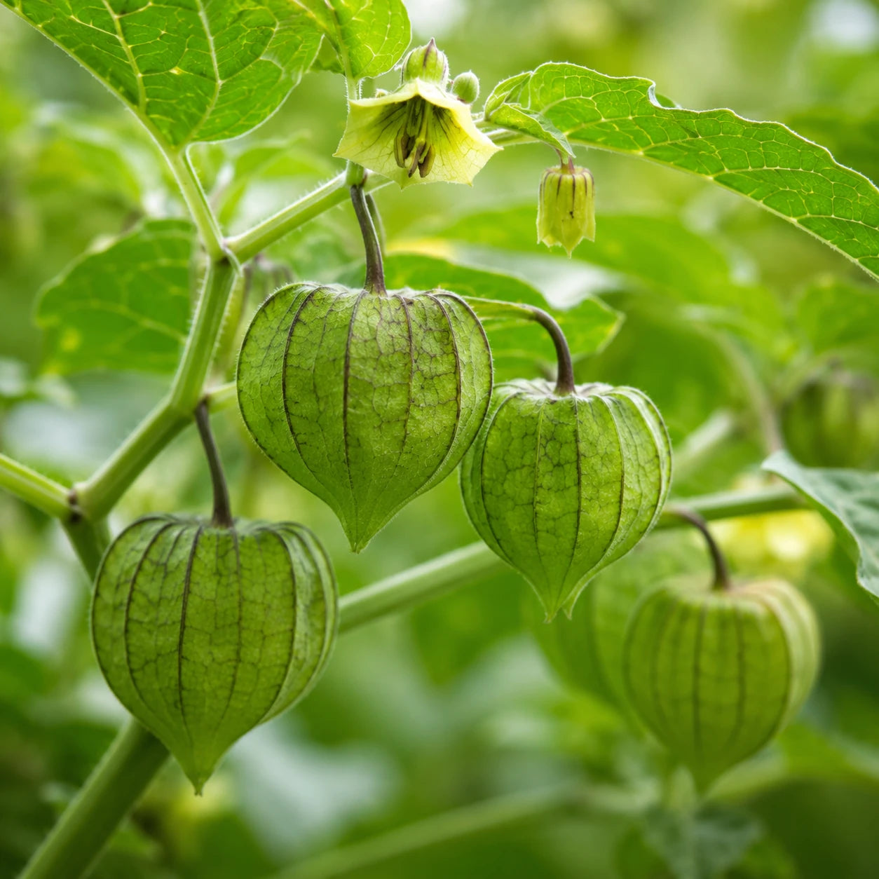 Sementes de Fisális GoldenBerry – Fruto Exótico para Casa