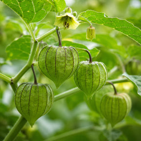 Sementes de Fisális GoldenBerry – Fruto Exótico para Casa