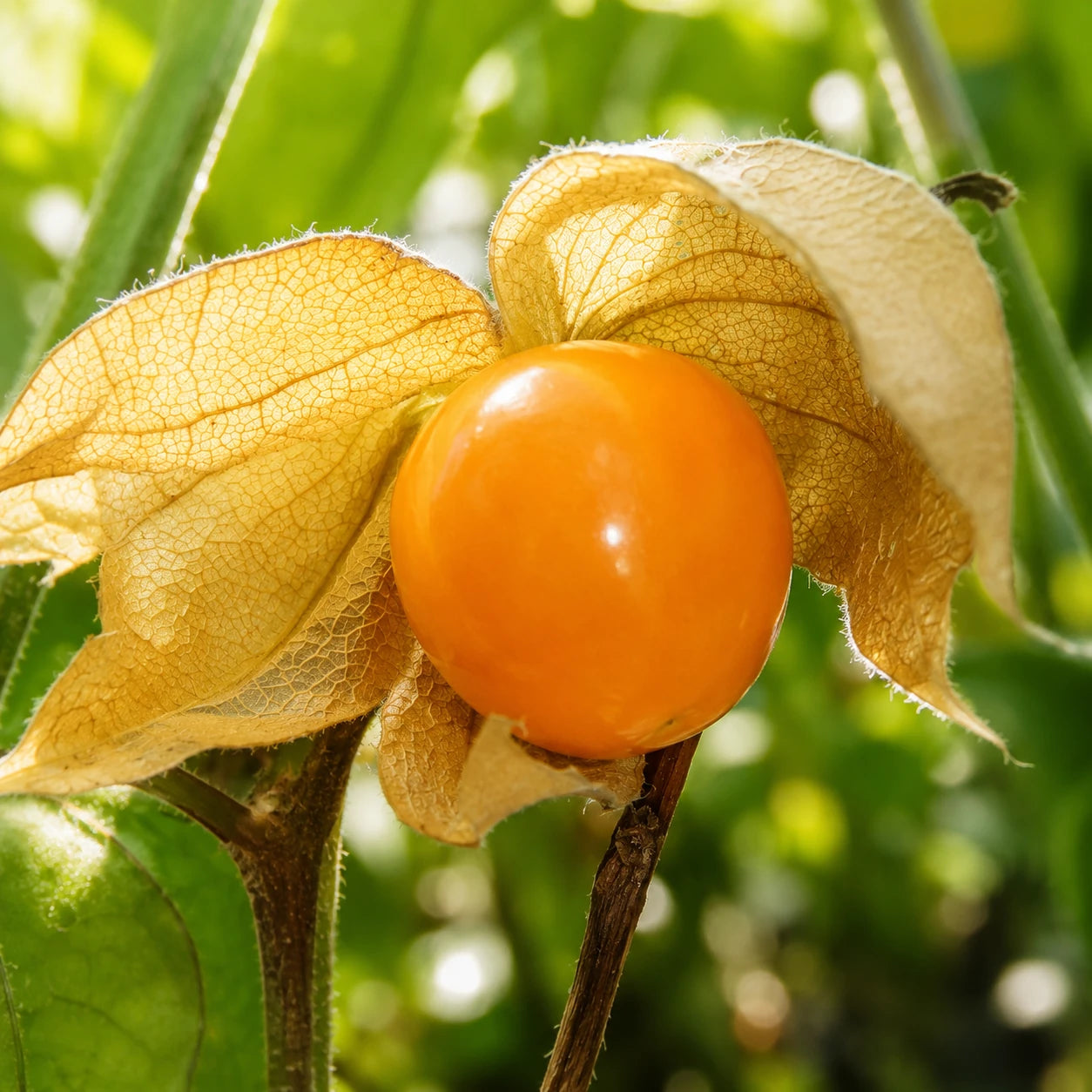 Sementes de Fisális GoldenBerry – Fruto Exótico para Casa