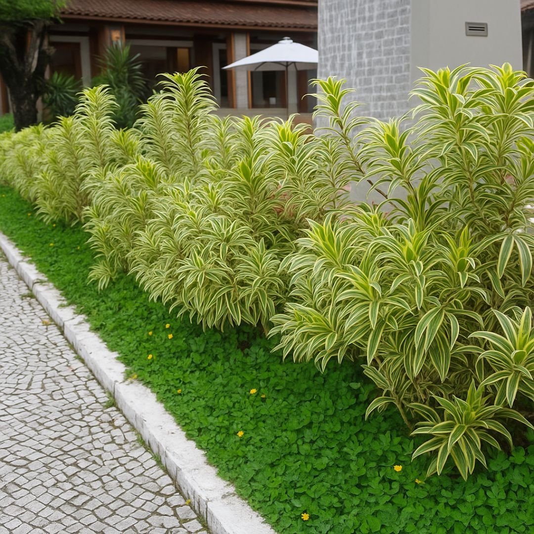 Pleomelia – Arbusto Escultural de Baixa Manutenção