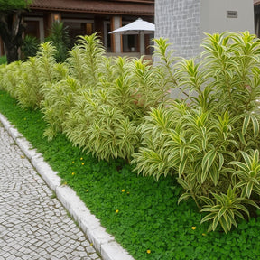 Pleomelia – Arbusto Escultural de Baixa Manutenção
