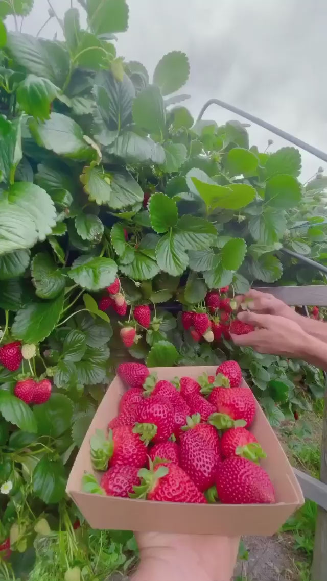 🍓 Sementes de Morango Ornamental Silvestre Trepador Mount Everest – cultivo fácil e produtivo